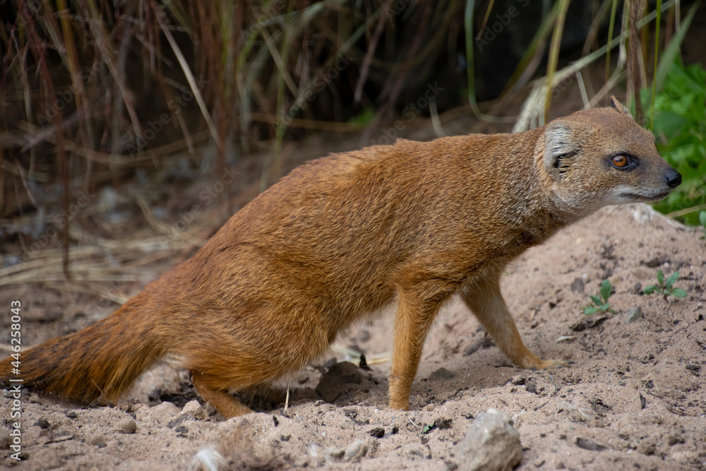 Naklejka premium A closeup of a Yellow mongoose.