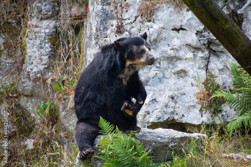 An Andean bear resting on a stone. photo