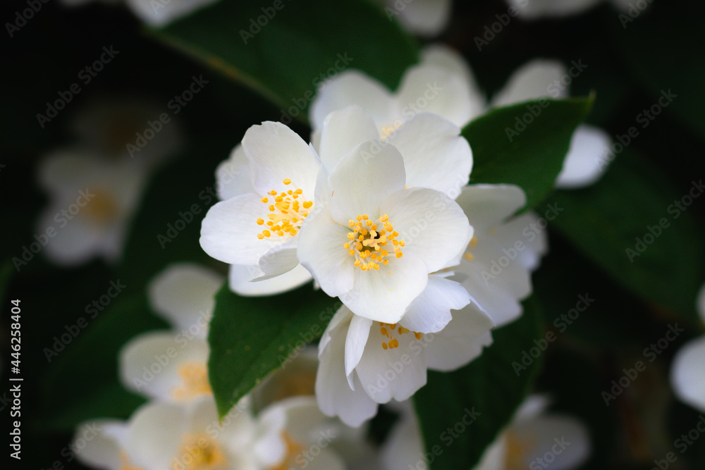 Obraz premium Jasmine flowers blossoming on bush in sunny day