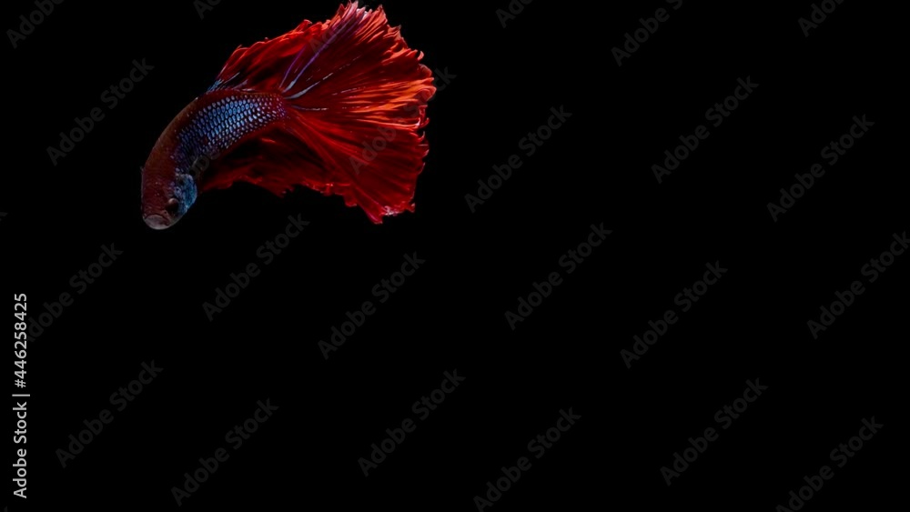 Siamese fighting fish (Betta splendens) Siamese fighting fish (Betta splendens)