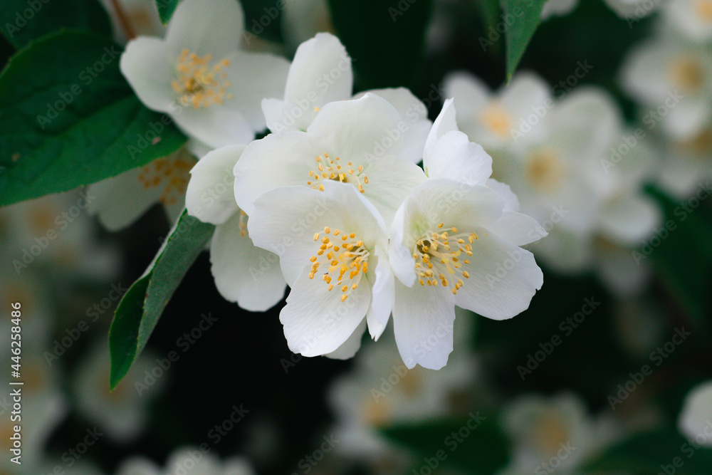 Jasmine flowers blossoming on bush in sunny day