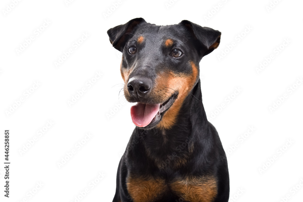 Portrait of beautiful dog breed Jagdterrier, closeup, isolated on white background