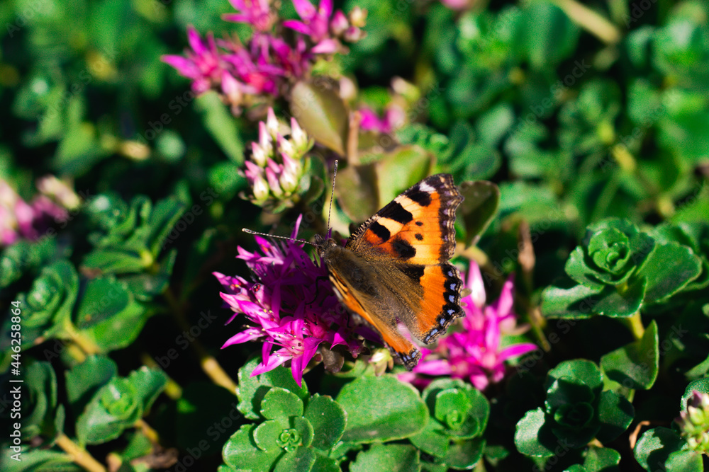 A Peacock Butterfly perches atop a Creeping Thistle, wings outstretched in the sunlight. A Peacock Butterfly perches atop a Creeping Thistle, wings outstretched in the sunlight.