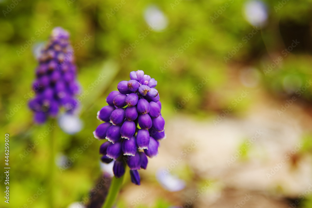 Beautiful Muscari on Blurred Green Background Beautiful Muscari on Blurred Green Background