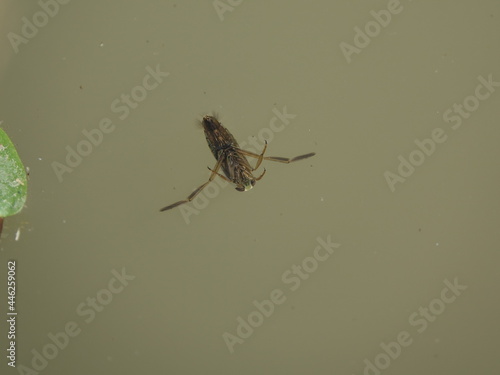 water boatman, also known as a backswimmer  photo