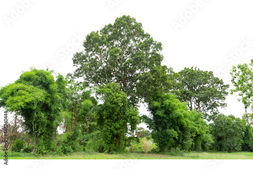 View of a High definition Treeline isolated on a white background   Group of tree isolated on white.