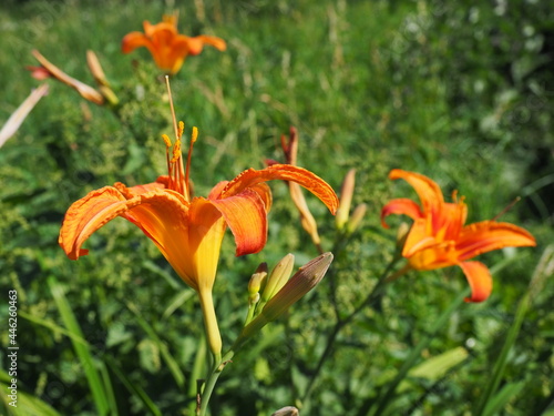 Foto Hemerocallis lilenik is a genus of plants of the Lilaynikov family Asphodelaceae