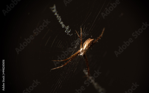 Silver spider in its web seen through a macro lens, selective focus.