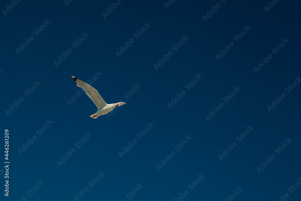 Ivory gull flying in the clear blue sky in summer Ivory gull flying in the clear blue sky in summer
