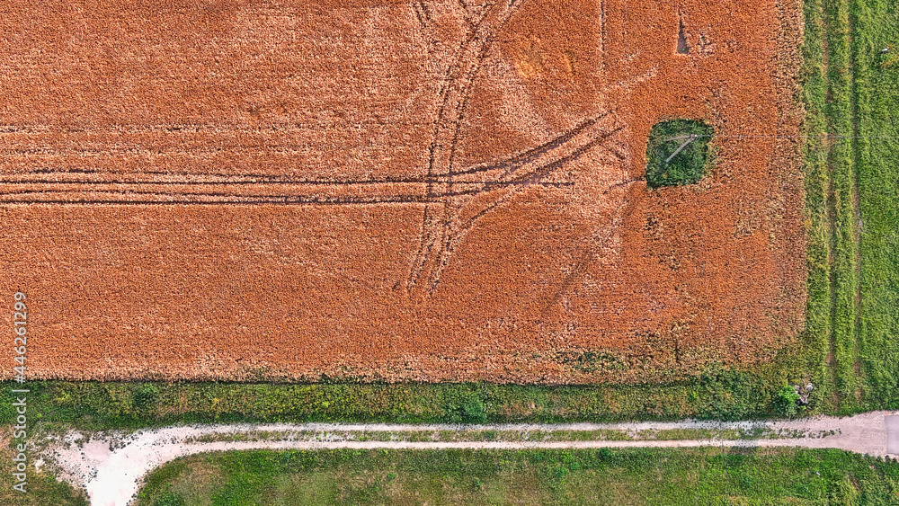 Obraz premium A bird's eye view of wheat field