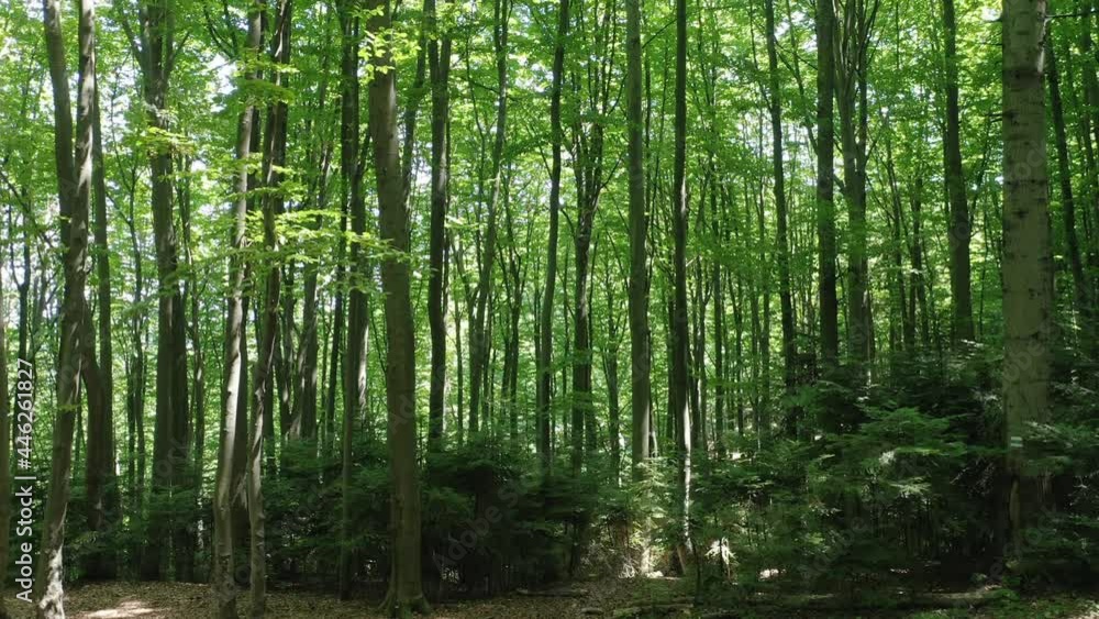 Aerial drone view of tall green trees in the wild forest illuminated by the shining rays of the sun. Summer day in the green wild forest. Aerial drone view of tall green trees in the wild forest illuminated by the shining rays of the sun. Summer day in the green wild forest.