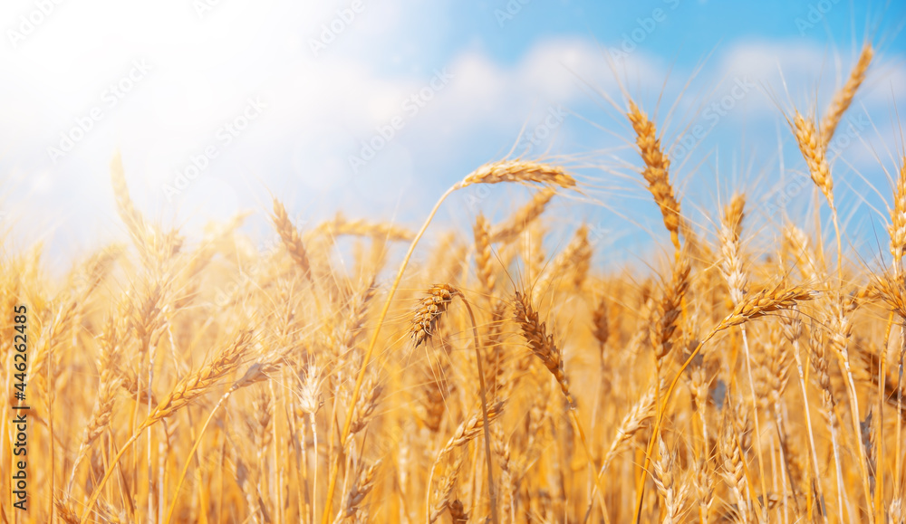 Wheat ears close-up with light beams on sunny day Wheat ears close-up with light beams on sunny day
