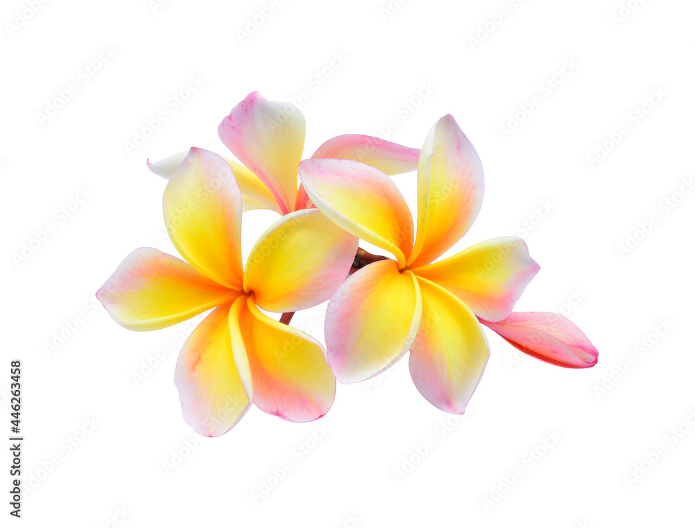 Fototapeta premium Plumeria flower, Leelawadee flower, Tropical flower, Lanthom flower isolated on white background, 5 petals of plumeria flowers show good luck.