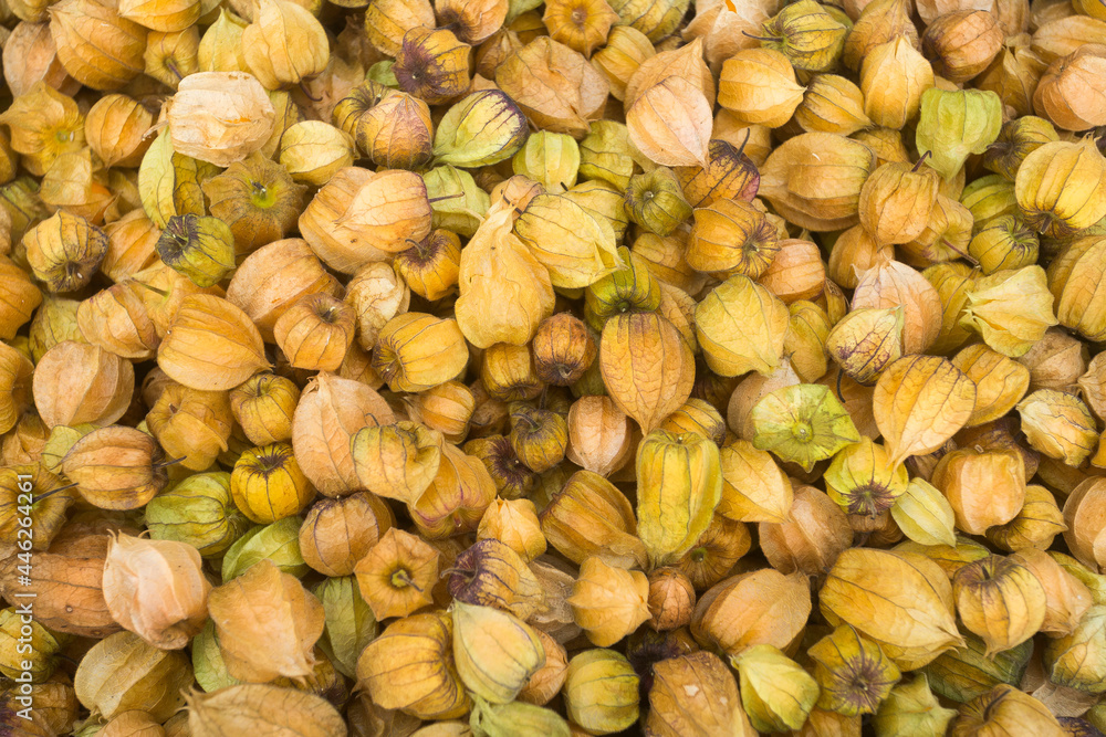 Cape gooseberry fruit in the traditional Colombian market - Physalis peruviana Cape gooseberry fruit in the traditional Colombian market - Physalis peruviana
