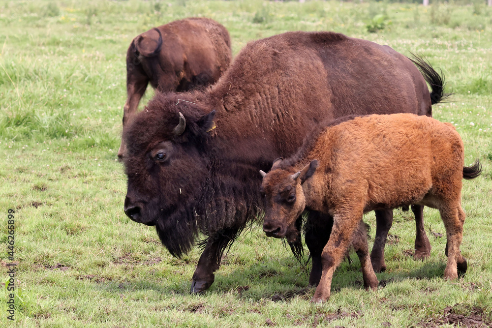Bison cows, bulls and calves on a local Bison farm in summer in a herd living on a pasture with eight foot fences. Bison cows, bulls and calves on a local Bison farm in summer in a herd living on a pasture with eight foot fences.