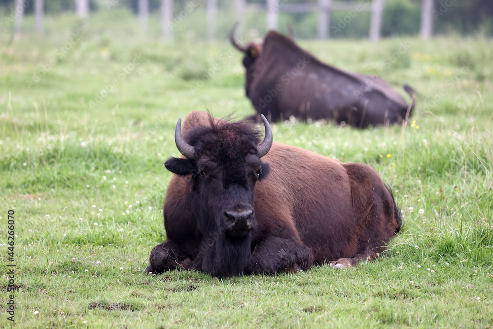 Bison cows, bulls and calves on a local Bison farm in summer in a herd living on a pasture with eight foot fences. 