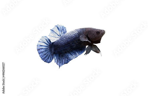 Betta fish painting 