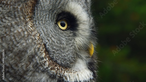 close up of an owl © Александр Передельск