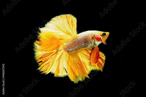 Betta fish half moon painting 