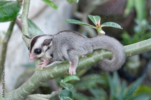 Sugar Glider
