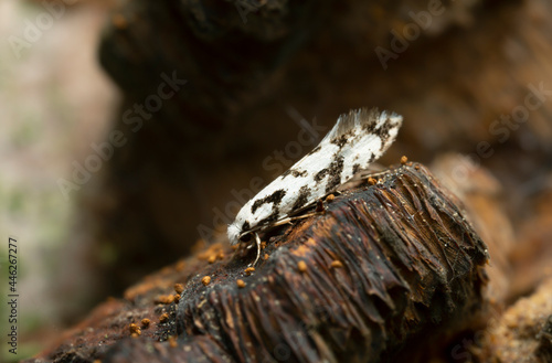 Fungus moth, Nemapogon nigralbellus on polypore photographed with high magnification
