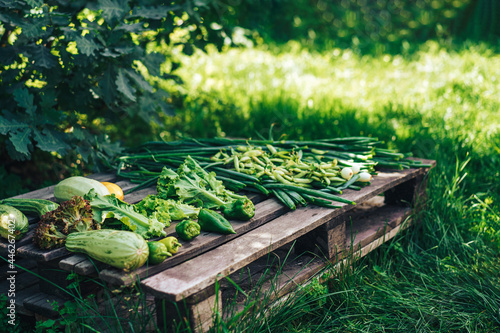 Freshly picked vegetables lie on wooden pallet