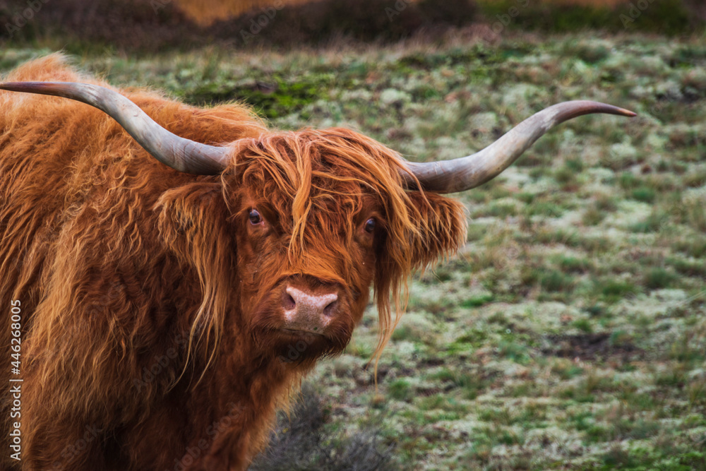 scottish highland cow