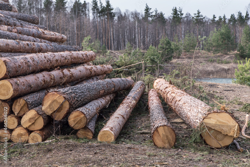 Deforestation, forest destruction. Chopped tree on ground in forest. Pile, stack of many sawn logs of pine trees close up Deforestation, forest destruction. Chopped tree on ground in forest. Pile, stack of many sawn logs of pine trees close up