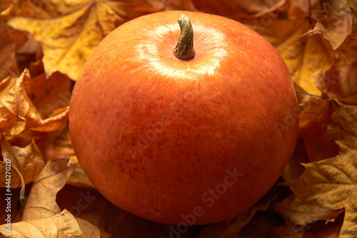 Φωτογραφία Ripe pumpkin lies on dry maple leaves.