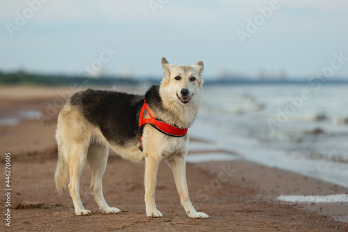 Beautiful dog walking at beach near water