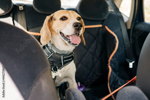 beagle dog traveling inside a car