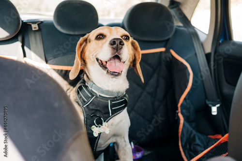 happy beagle dog traveling inside a car