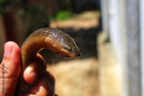 fresh water eel fish anguilla anguilla in hand view from different angle