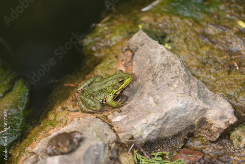 frog on a squarish stone on a hot, humid summer day photo