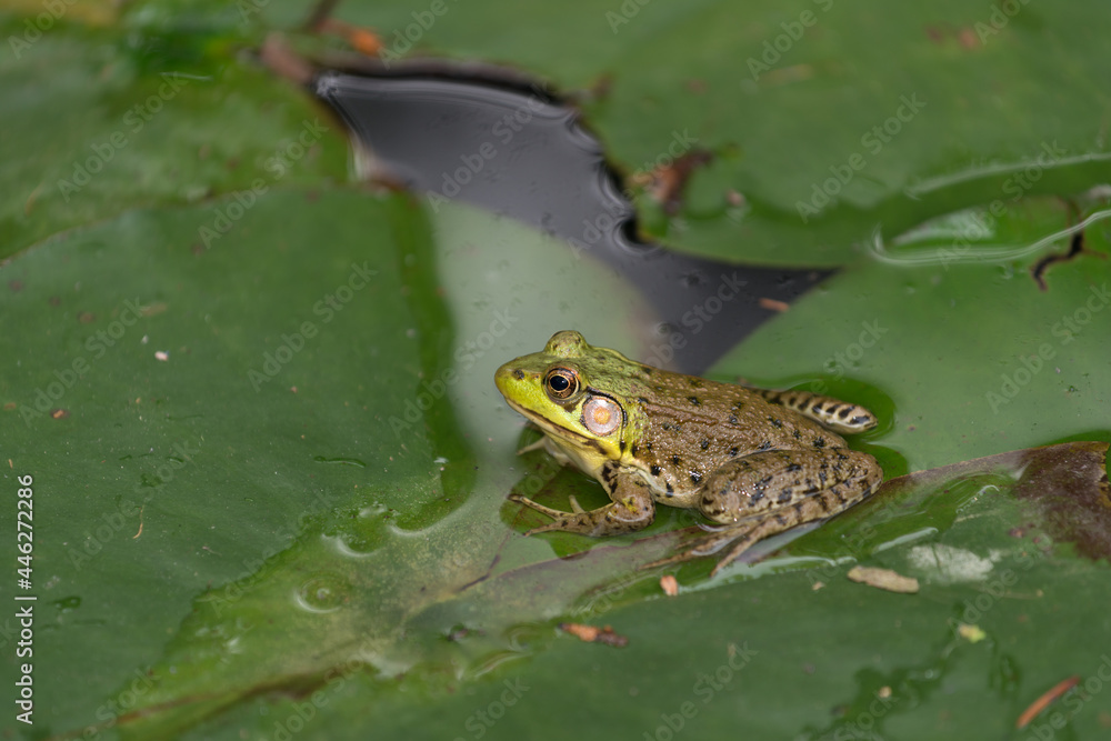 side view of a frog sitting peacefully on a lily pad side view of a frog sitting peacefully on a lily pad