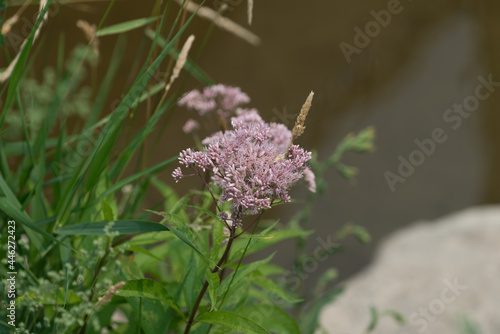 Eutrochium maculatum (?) growing by a river - commonly known as spotted joe-pyeweed photo