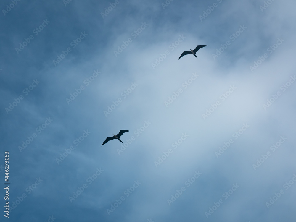 The Man o' War (Magnificent Frigatebird), a Seabird Flying Against the Backdrop of the Blue Sky The Man o' War (Magnificent Frigatebird), a Seabird Flying Against the Backdrop of the Blue Sky