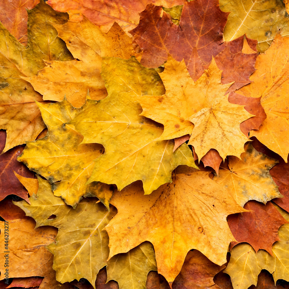 Autumn maple leaves on ancient texture. Falling leaves natural background. Seasonal background. Autumn maple leaves on ancient texture. Falling leaves natural background. Seasonal background.