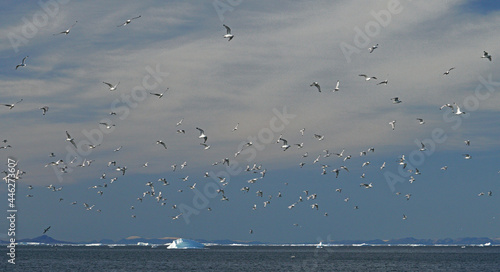 flock of seagulls in the icebergs, Ilulissat Icefjord, Illulissat, Greenland