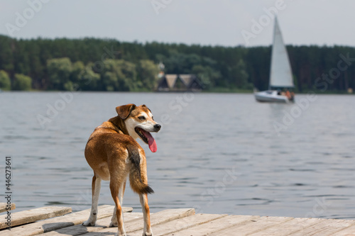 Dog on the pier near the lake.