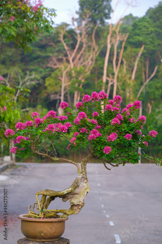 Beautiful baugainvillea pink flower plant for background and wallpaper photo