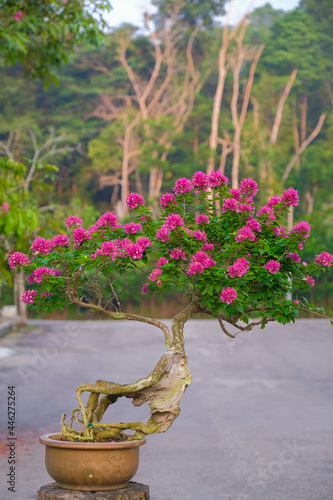 Beautiful baugainvillea pink flower plant for background and wallpaper