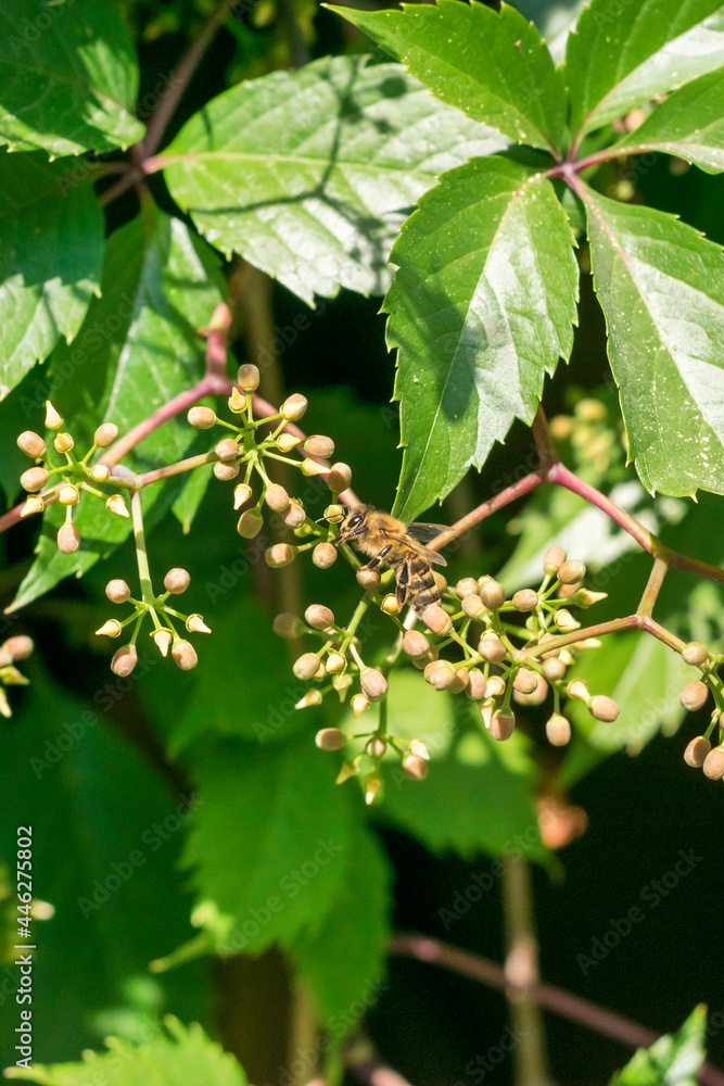 Bees collect pollen from wild grape flowers. Bees collect pollen from wild grape flowers.