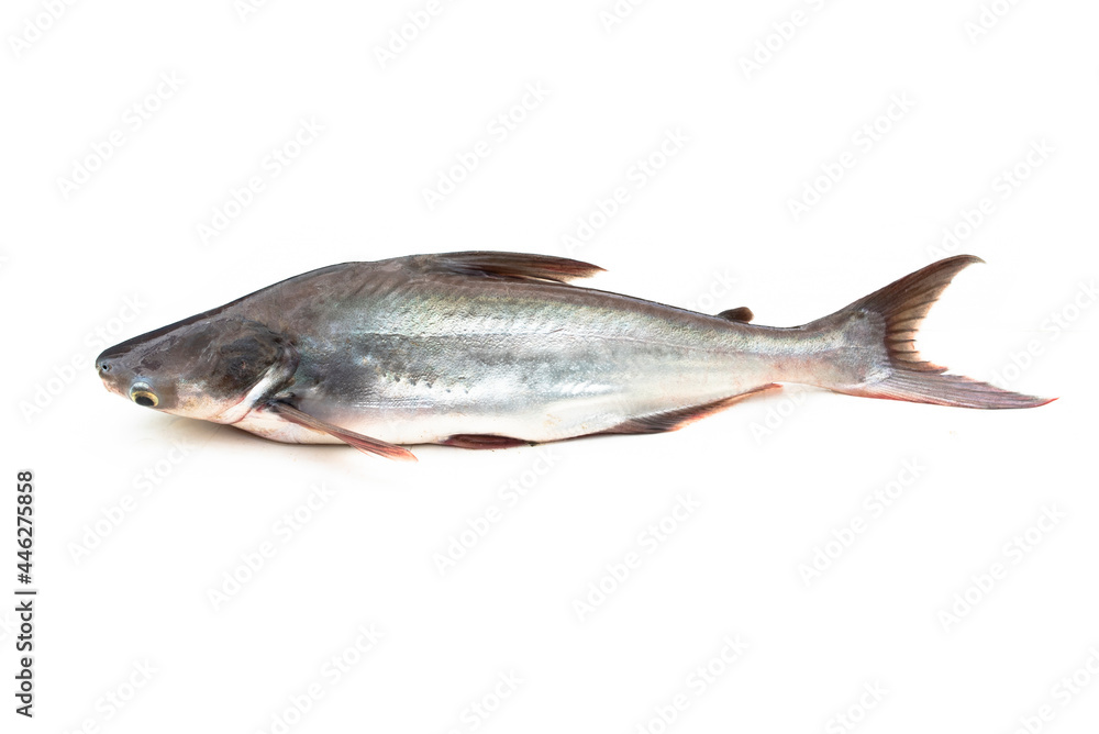 Naklejka premium Catfish ,Siriped Catfish,Pangasianodon hypophthalmus, isolated on the white background.