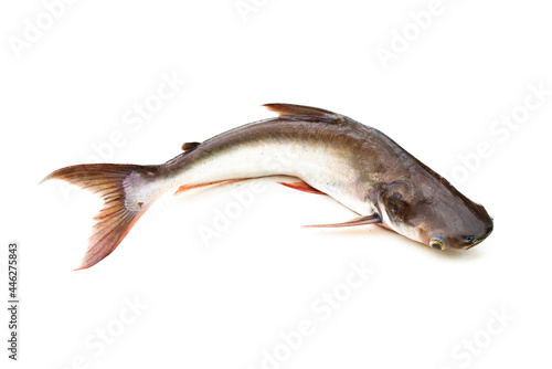 Catfish ,Siriped Catfish,Pangasianodon hypophthalmus, isolated on the white background. photo