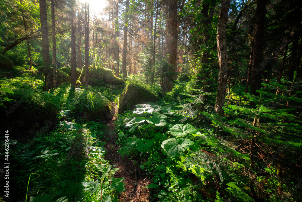 Fototapeta premium mountain forest with young lush and dense green grass and conifers