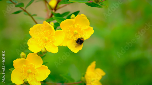 Bee feeding on pollen and nectar in a St John's Wort yellow garden flower