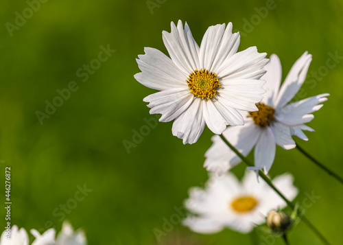 Bunch of White Cosmos flowers