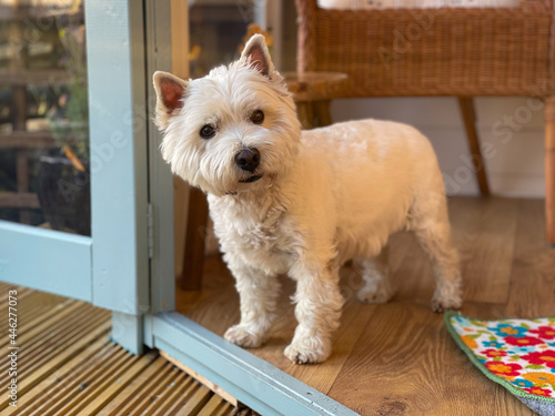 Foto A cute white west highland terrier dog standing at the entrance of a door