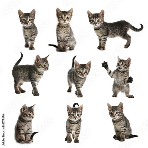 Fototapeta Naklejka Na Ścianę i Meble -  Adorable tabby kittens on white background, collage